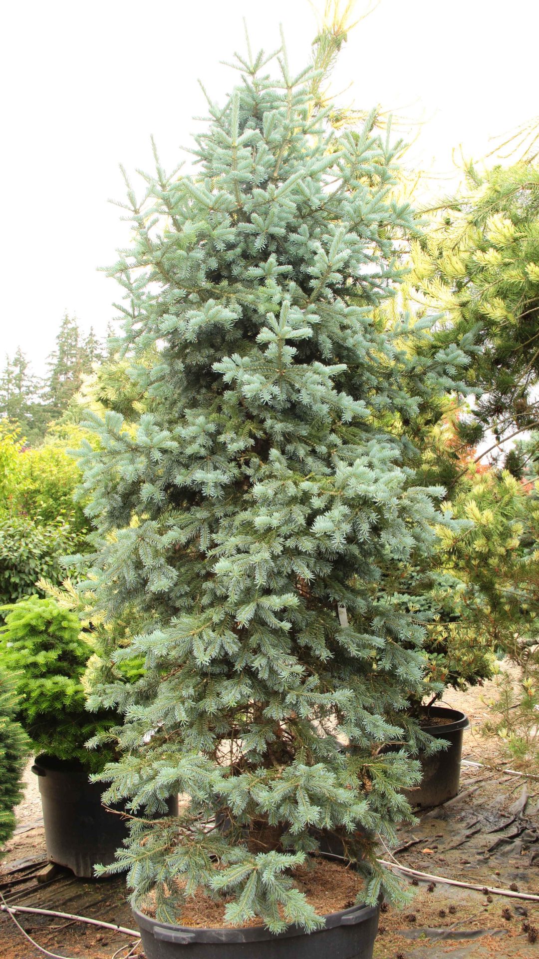 Abies lasiocarpa 